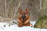 BERGER ALLEMAND 530